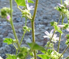 Malva multiflora
