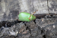 Brachysternus prasinus