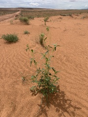 Helianthus anomalus