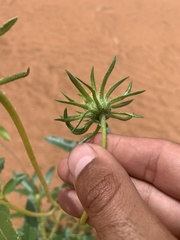 Helianthus anomalus