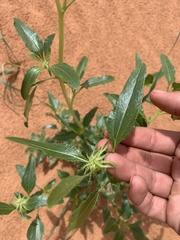 Helianthus anomalus