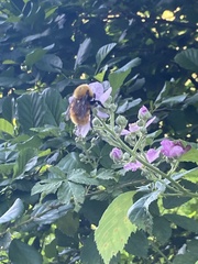 Bombus dahlbomii