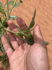 Helianthus anomalus