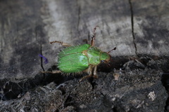 Brachysternus prasinus