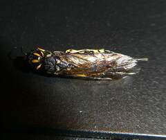 Xiphydria canadensis