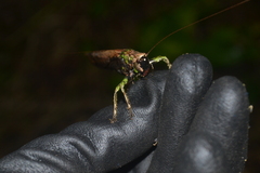 Eppia truncatipennis