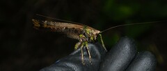 Eppia truncatipennis