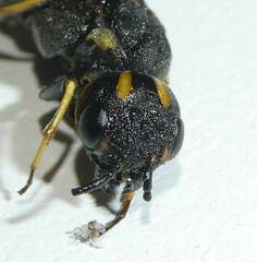 Xiphydria canadensis