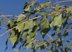 Populus mexicana