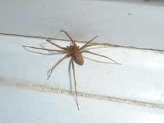 Loxosceles rufescens