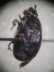 Histerinae