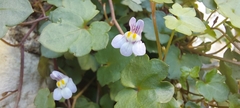 Cymbalaria muralis