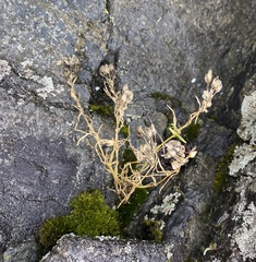 Caryophyllaceae
