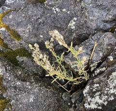 Caryophyllaceae