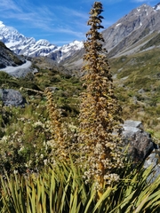 Aciphylla aurea