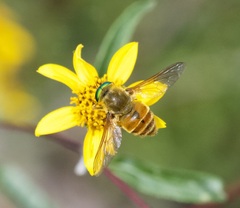 Esenbeckia