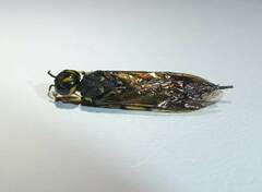 Xiphydria canadensis