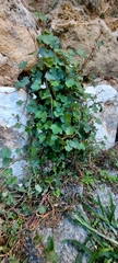 Cymbalaria muralis