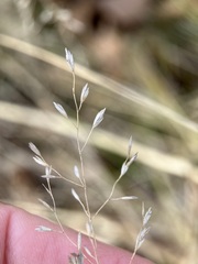 Agrostis scabra