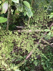 Coprosma rotundifolia