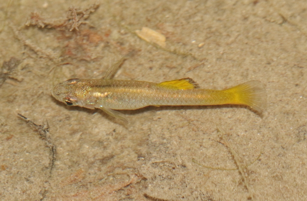 Big Bend Gambusia