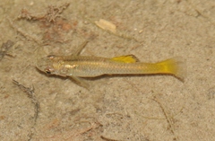 Gambusia gaigei