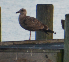 Larus argentatus