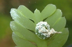 Elysia subornata