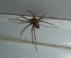Loxosceles rufescens
