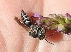 Coelioxys germanus