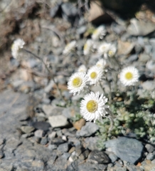 Anaphalioides bellidioides