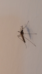Culiseta longiareolata