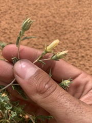 Mentzelia multiflora