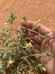 Mentzelia multiflora