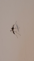 Culiseta longiareolata