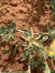 Mentzelia multiflora