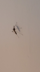 Culiseta longiareolata