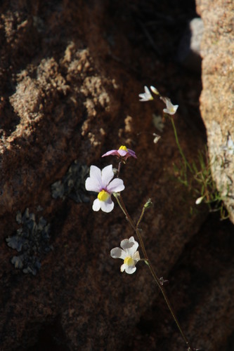 Image of Nemesia versicolor by (c) Tony Rebelo, some rights reserved (CC BY-SA)