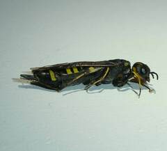 Xiphydria canadensis