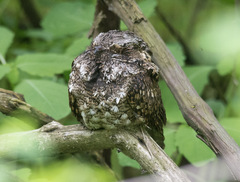 Antrostomus vociferus