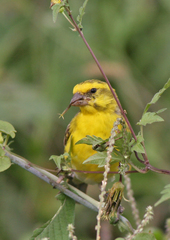 Crithagra dorsostriata