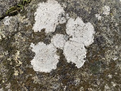 Lecanora rupicola