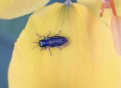 Bilyaxia concinna