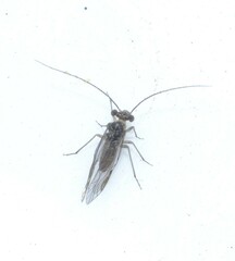 Mesopsocus