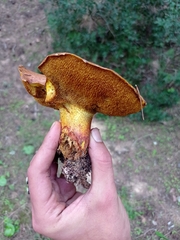 Suillus collinitus