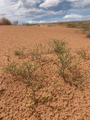 Eriogonum leptocladon
