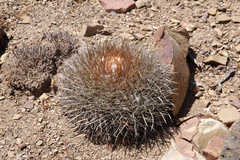 Parodia maassii
