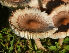 Leucoagaricus americanus