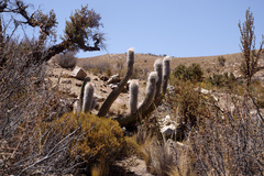 Oreocereus celsianus