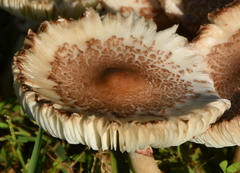 Leucoagaricus americanus